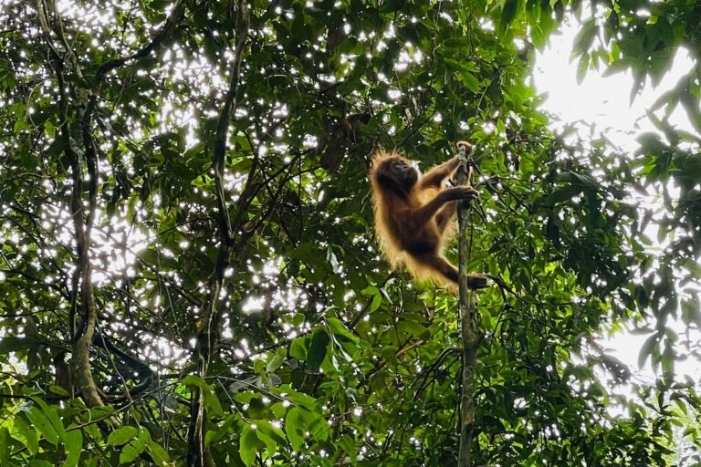 Indonesia’s orangutan trafficking cases reveal need for a change in approach (commentary)