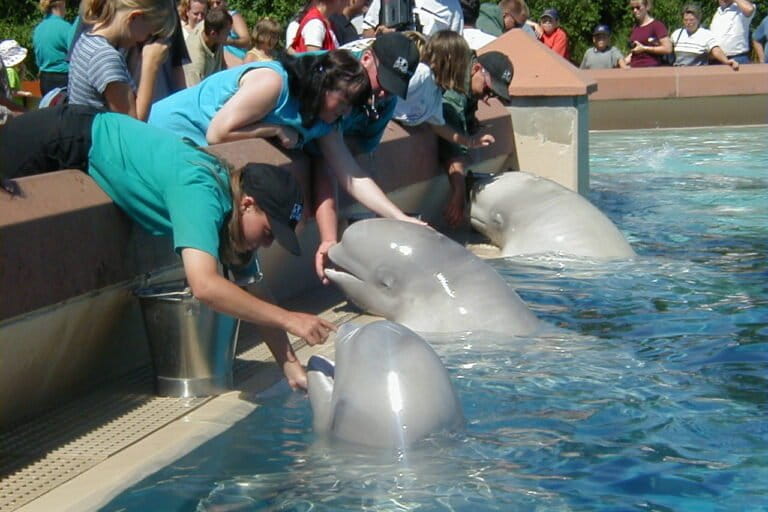 Belugas facing euthanasia at shuttered Canada theme park may find new homes in US
