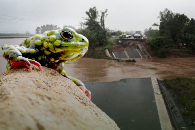 In search of the tiny toad that stopped a dam