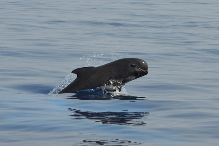 Mass pilot whale stranding in Indonesia raises questions about ocean health