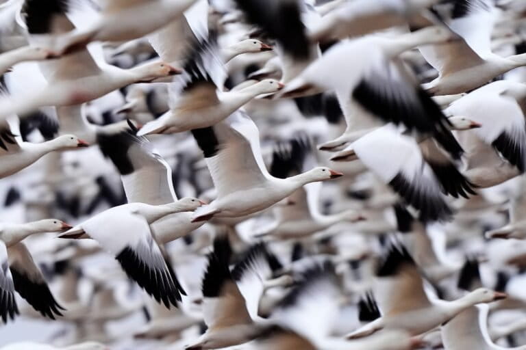 Photos show the dramatic dawn flight of migrating snow geese