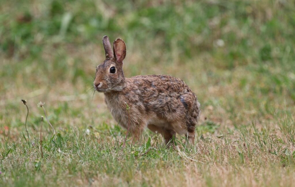 Listen: Building a better backyard for wildlife