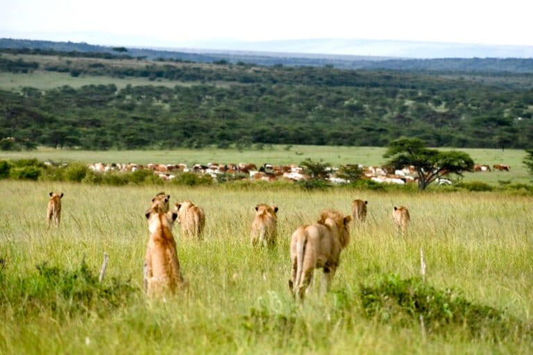 Study finds livestock pushing lions away from shared rangeland in Kenya