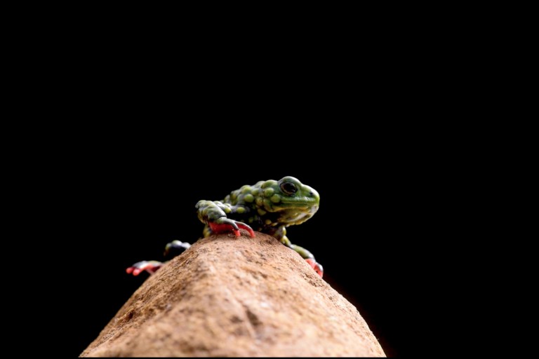 The toughest toad in town