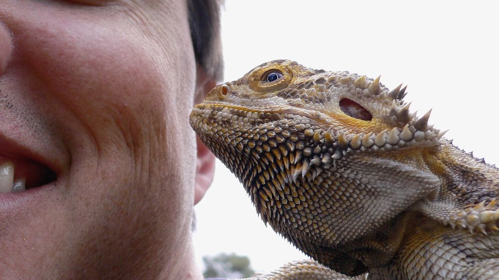 6 Signs Your Pet Might Have a Secret Dinosaur Ancestor