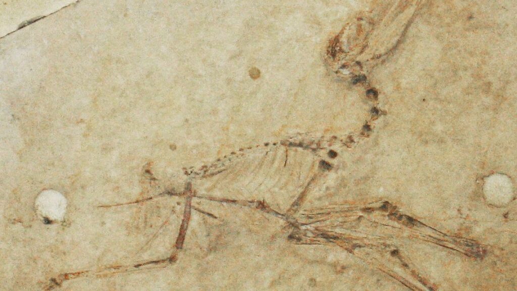 Fossil Discoveries Reveal How Dinosaurs Mastered Diverse Ecosystems