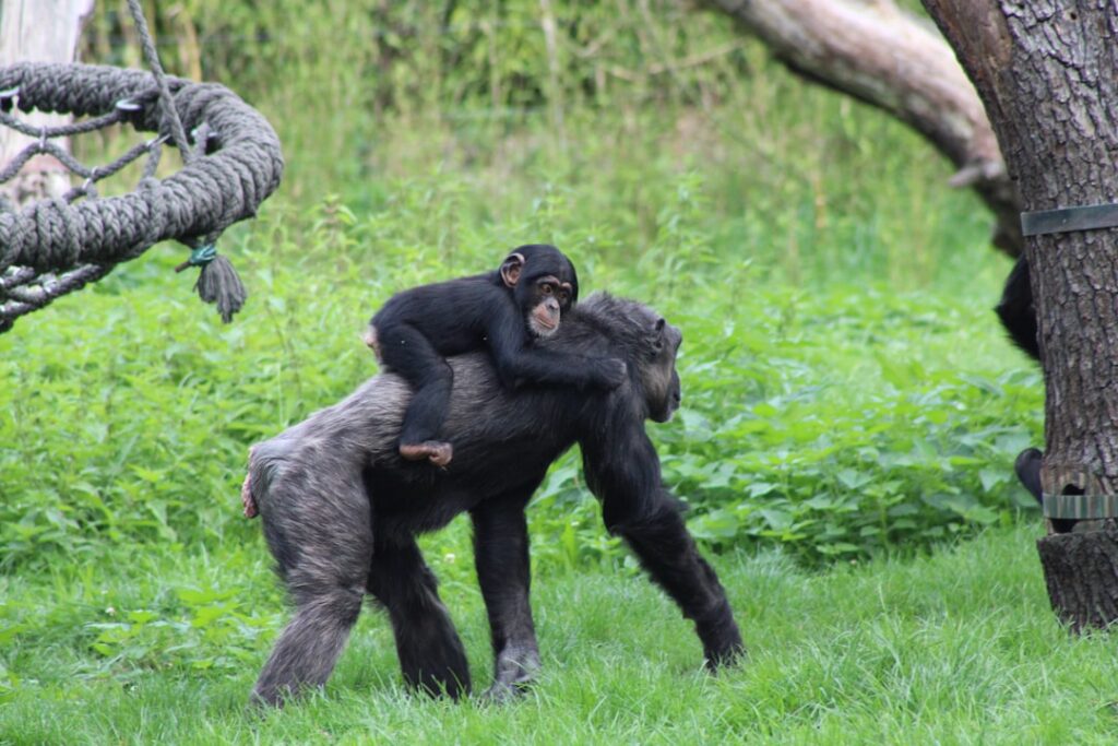 Like Father, Like Daughter: Meet Daisy the Bonobo’s Dad!