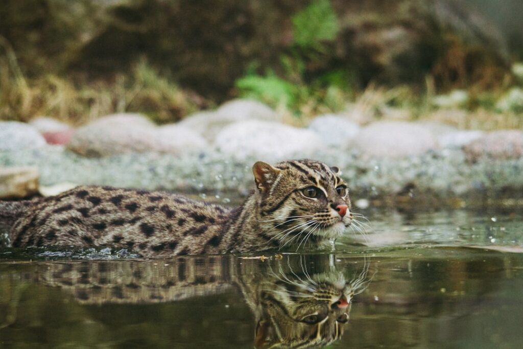 Why The Fishing Cat in North Bihar is in Dire Need of Protection