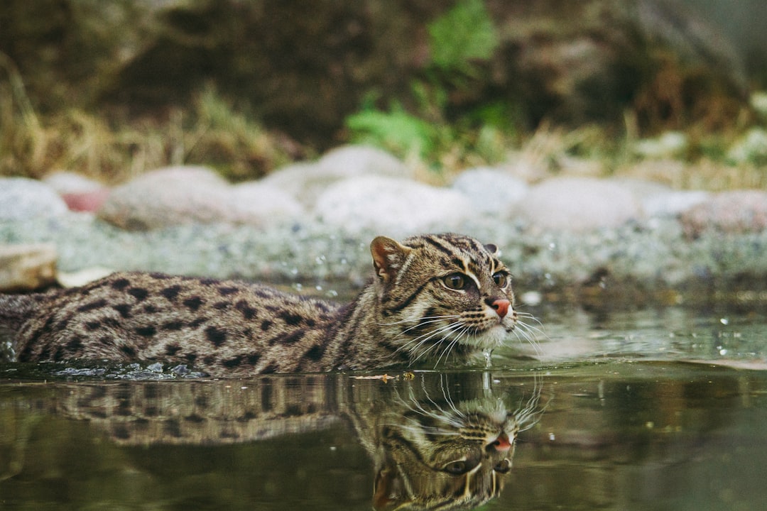 Why The Fishing Cat in North Bihar is in Dire Need of Protection