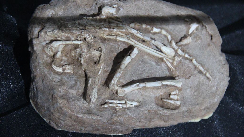 12 Incredible Fossils That Changed Everything We Knew About Evolution