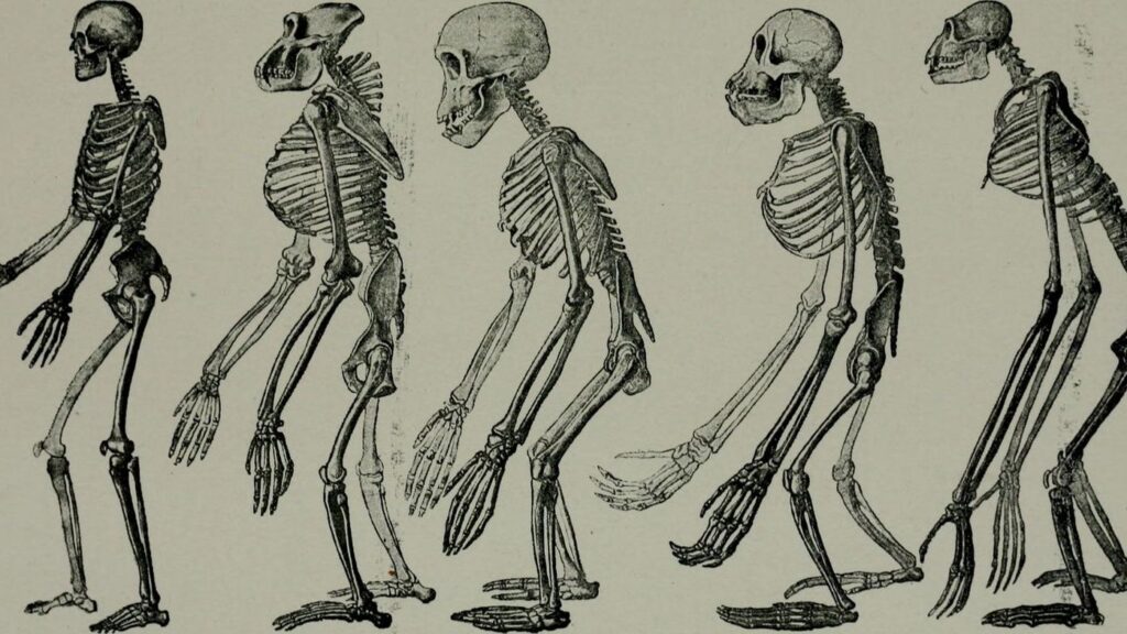 11 Startling Facts About Early Human Ancestors and Their Dinosaur Neighbors