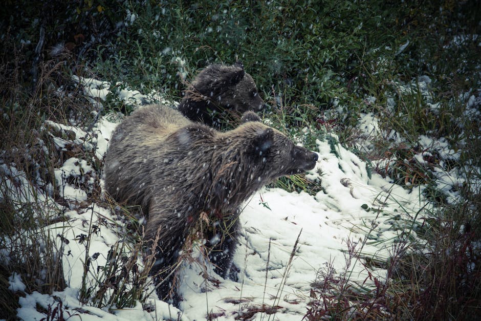 In Alaska, wildlife managers are killing grizzlies in an attempt to save caribou