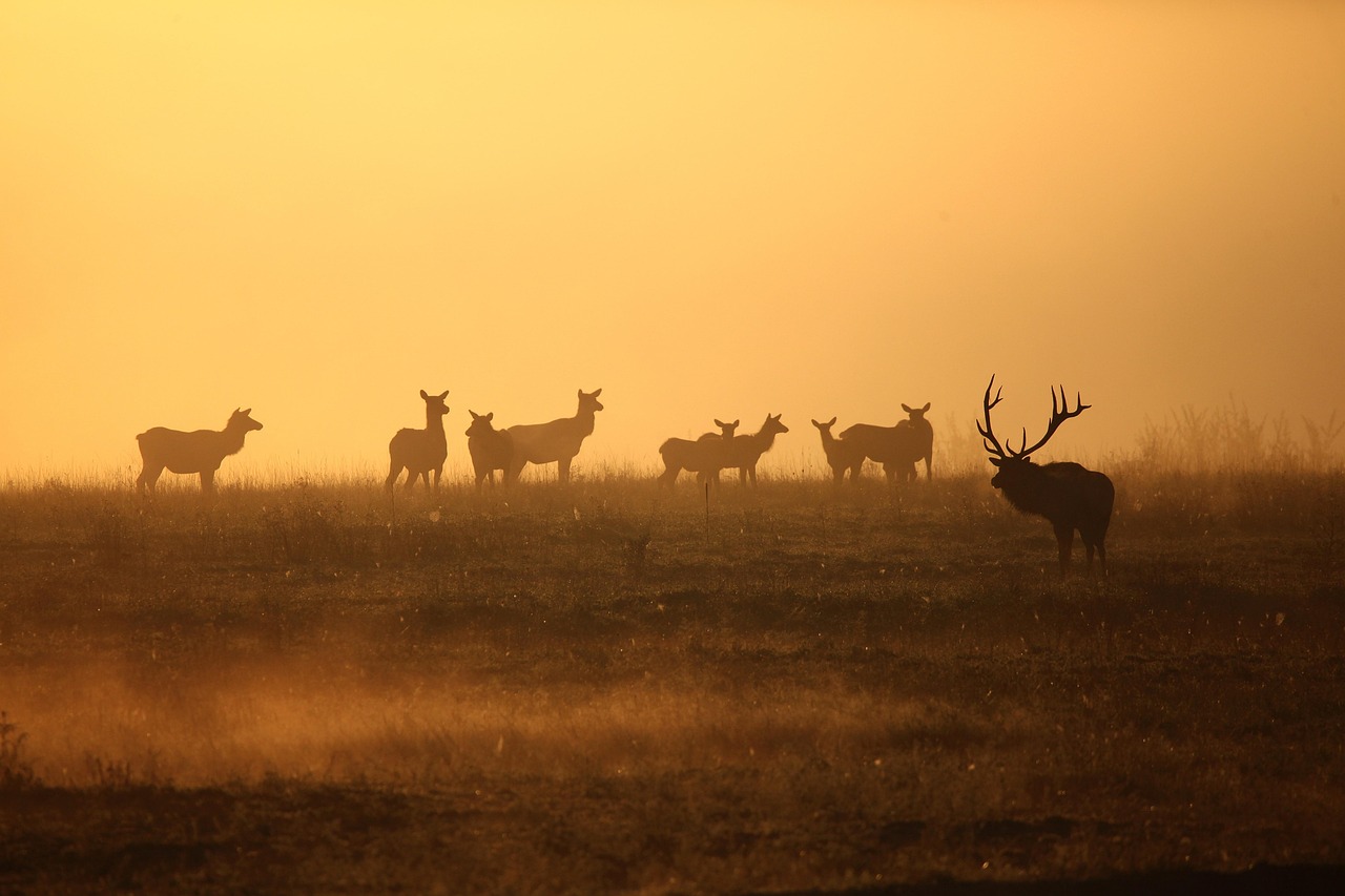 In a Wild Corner of the West, Elk Are Everywhere and Causing Conflict