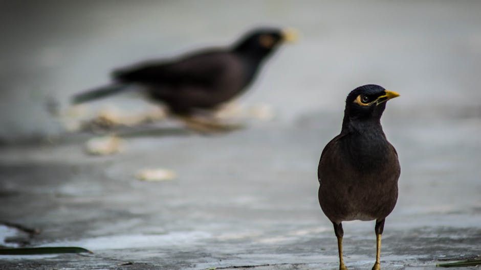 The Dinosaur-Bird Connection: Unraveling Evolution's Most Epic Transformation