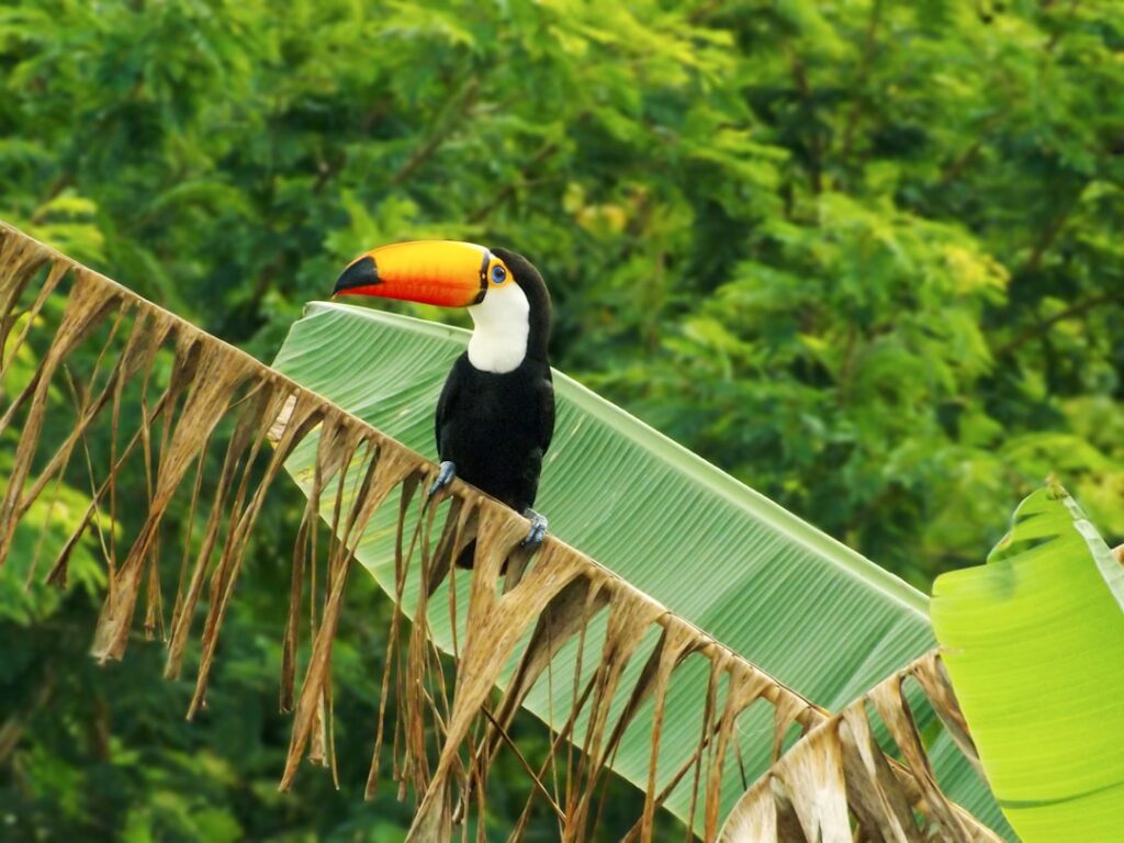 Toucans reintroduced 50 years ago disperse seeds of endangered trees in Brazil