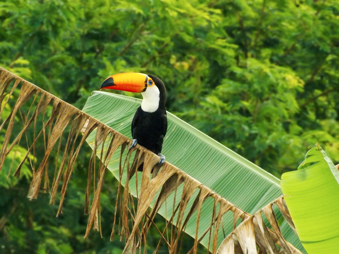 Toucans reintroduced 50 years ago disperse seeds of endangered trees in Brazil