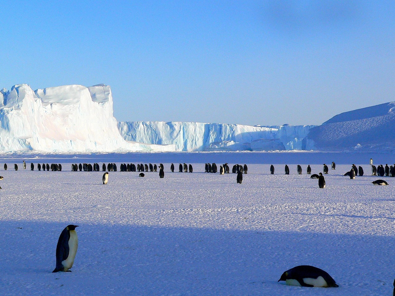 Accidental discovery reveals new climate threat to emperor penguins