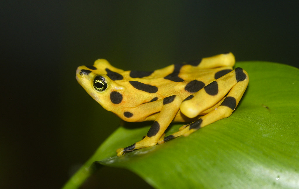 Panamanian golden frogs return to the wild