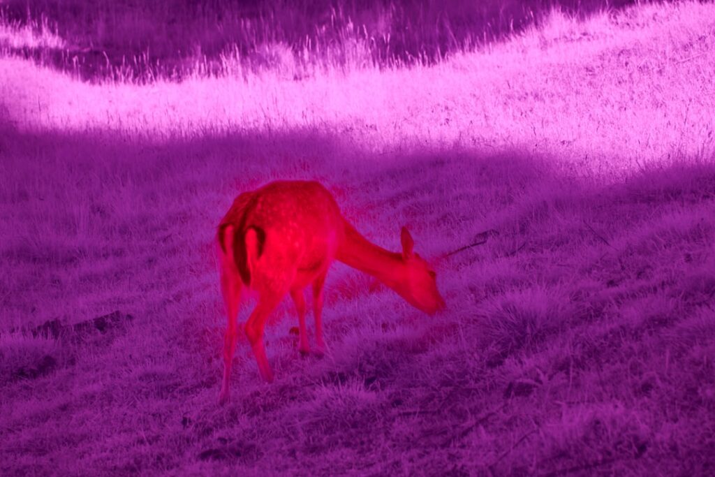 Deer marks glow in the dark