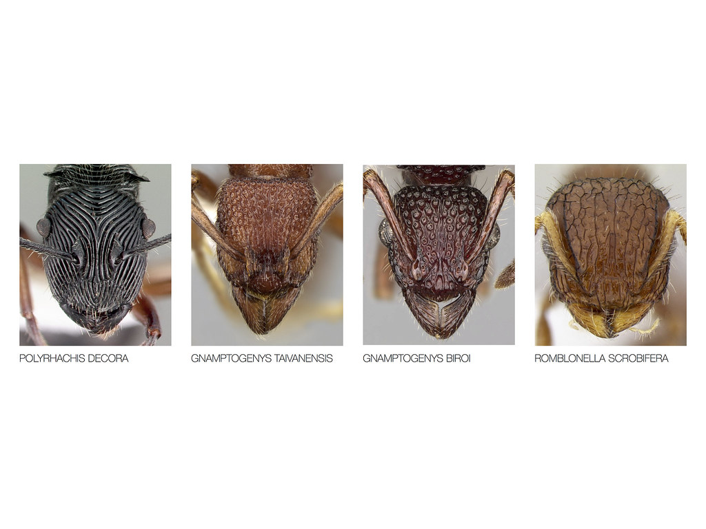 Types of Ant Species Explained: Discover the Diversity