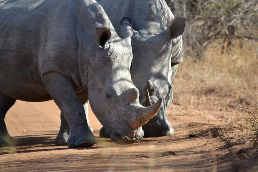 Rhino trade set to be revived as new minister signals shift in wildlife policy