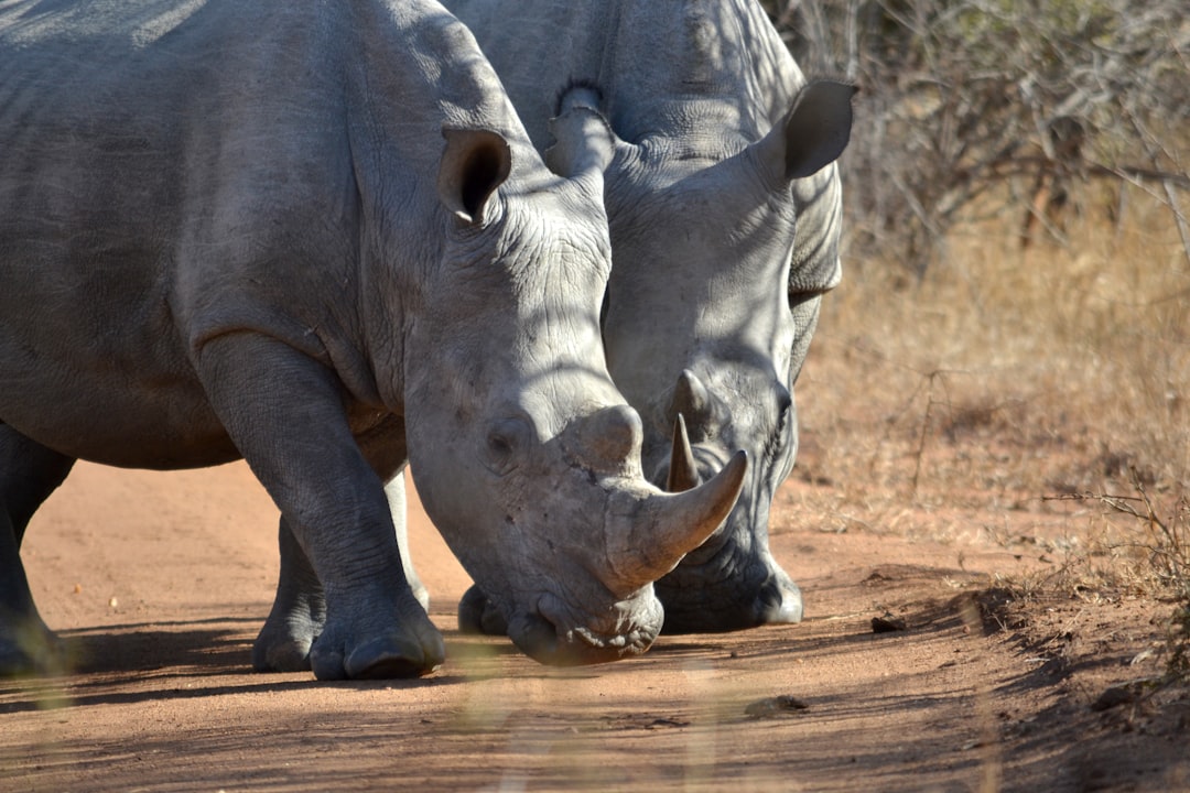 Rhino trade set to be revived as new minister signals shift in wildlife policy