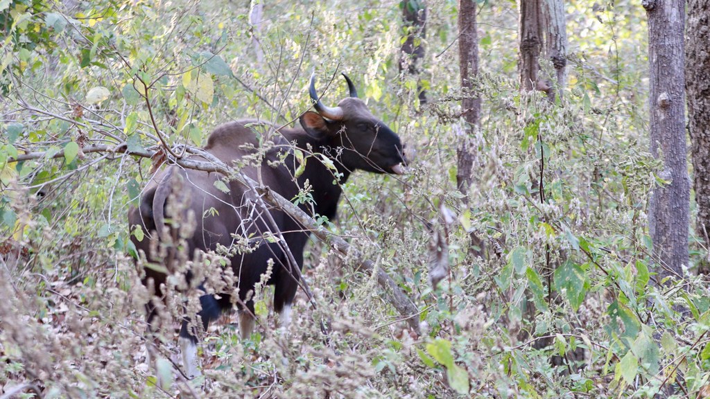 An Unseen Battle at the Forest’s Edge