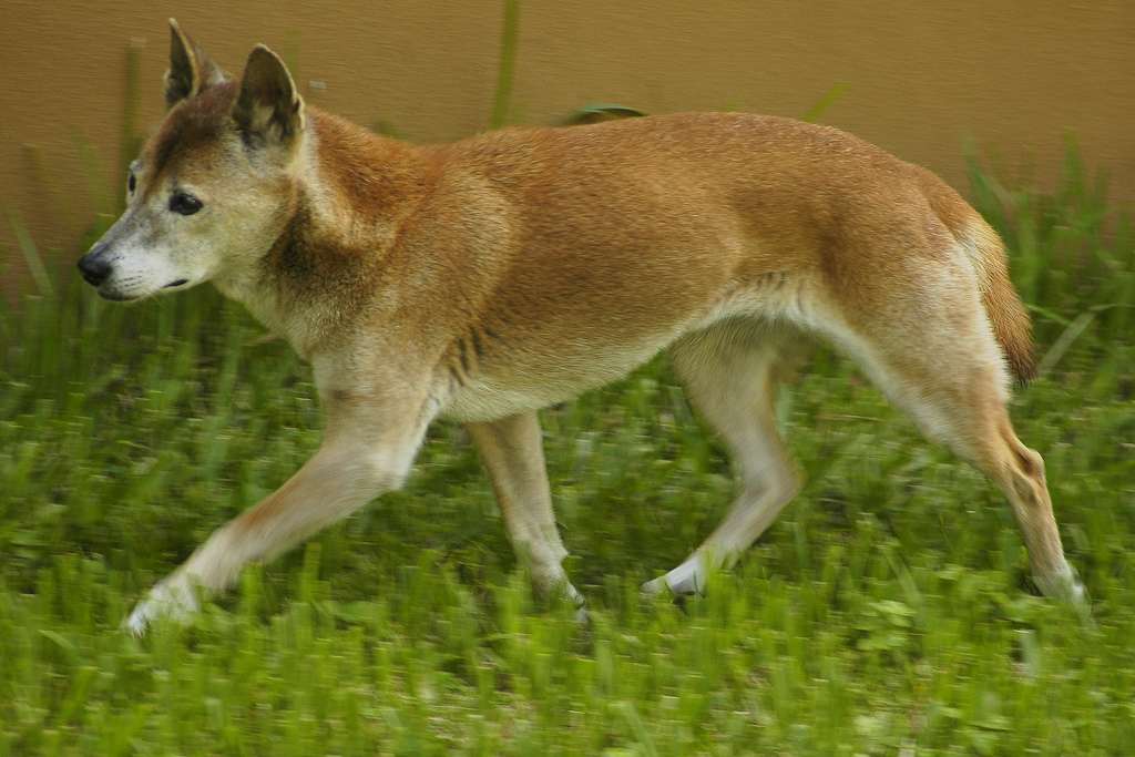 New Guinea Singing Dog: The Haunting Voice of the Highland Wilds