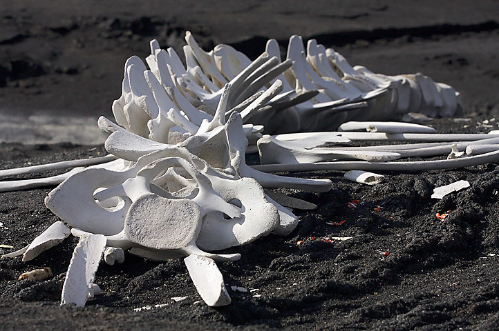 For 70 years, they were believed to be mammoths... but no, they were whales. Two “megafauna” vertebrae in Alaska have been relabeled, and history is changing in 2026