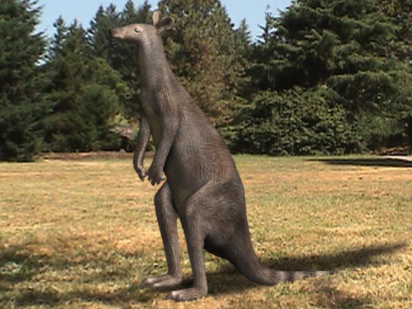 Fossils show giant prehistoric kangaroos could still hop