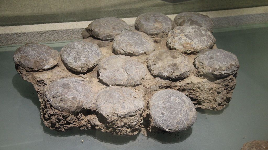 The Mysterious Disappearance: What Really Happened to Dinosaur Eggs?