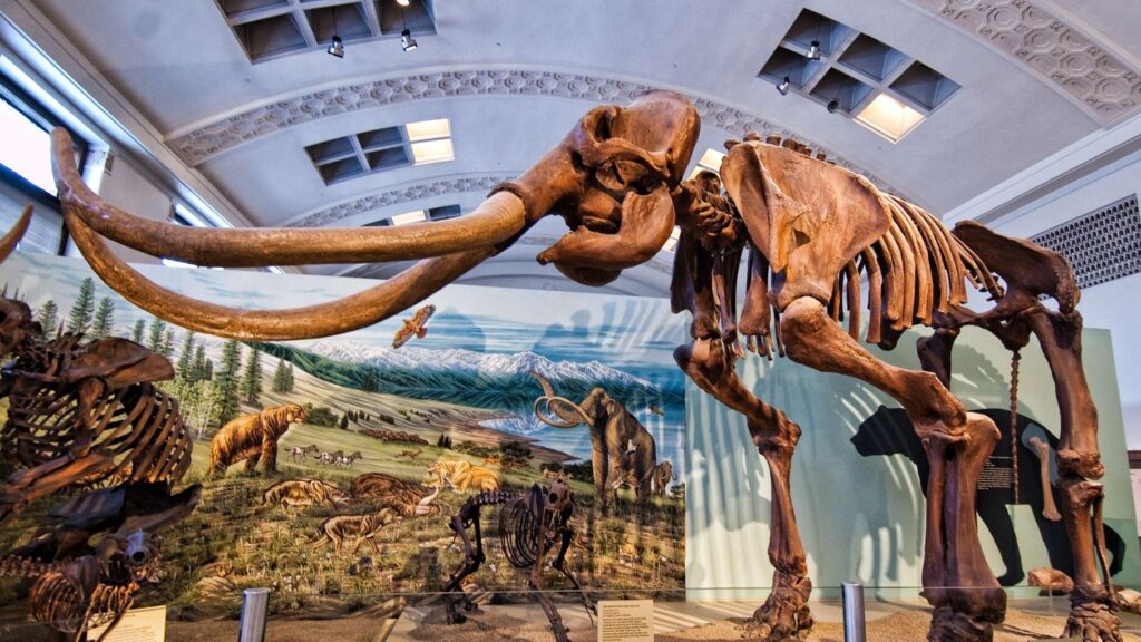 The Unseen Giants: How Prehistoric Mammals Dominated After the Dinosaurs