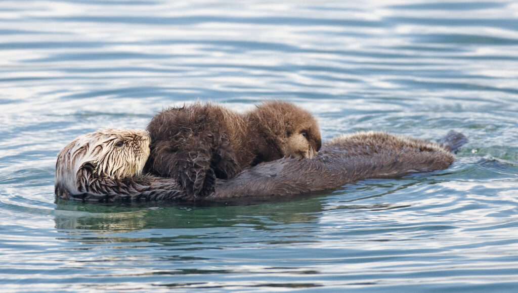 Sea Otter Pup Reunited With Mother After Miraculous Rescue