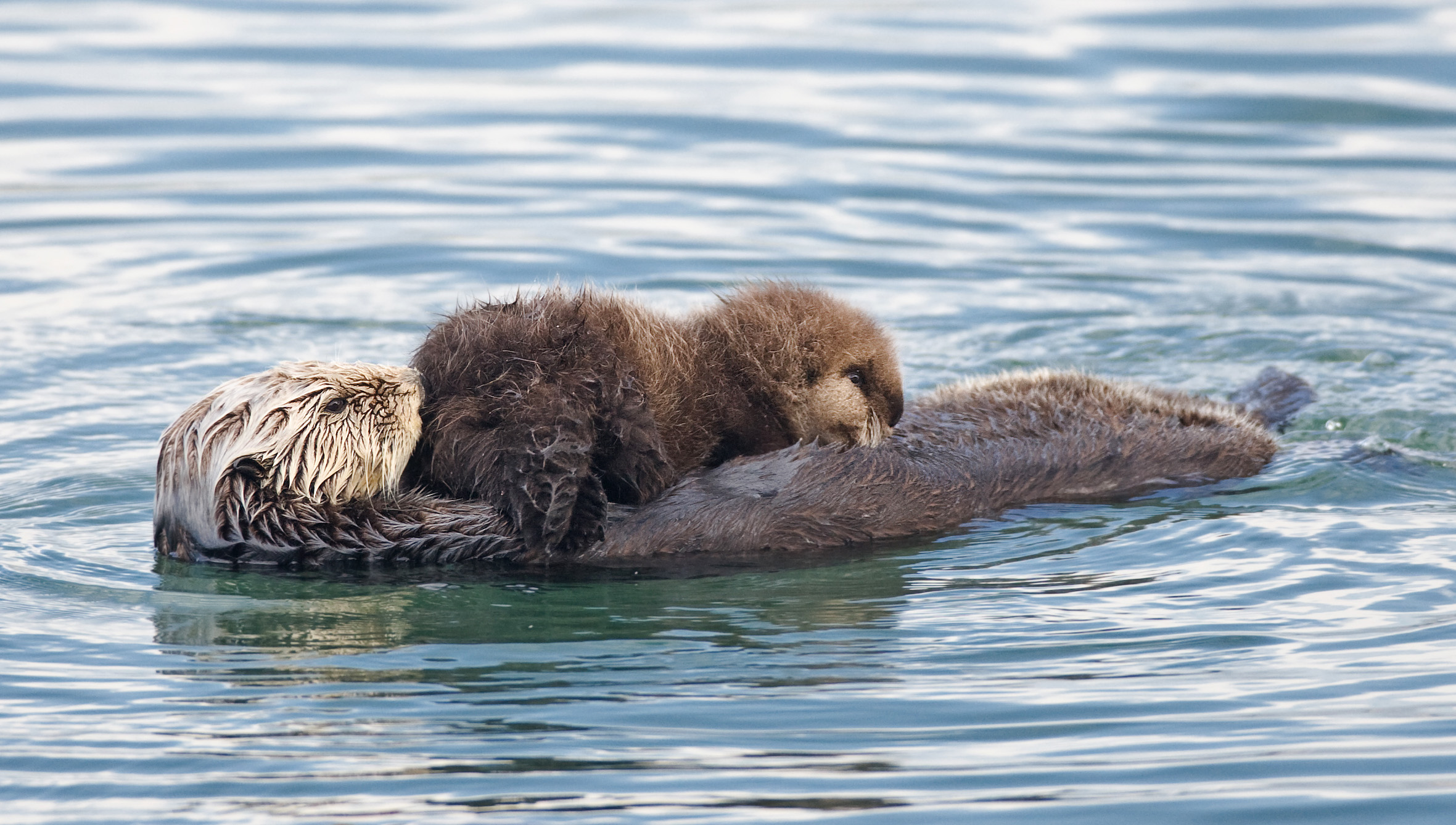 Sea Otter Pup Reunited With Mother After Miraculous Rescue
