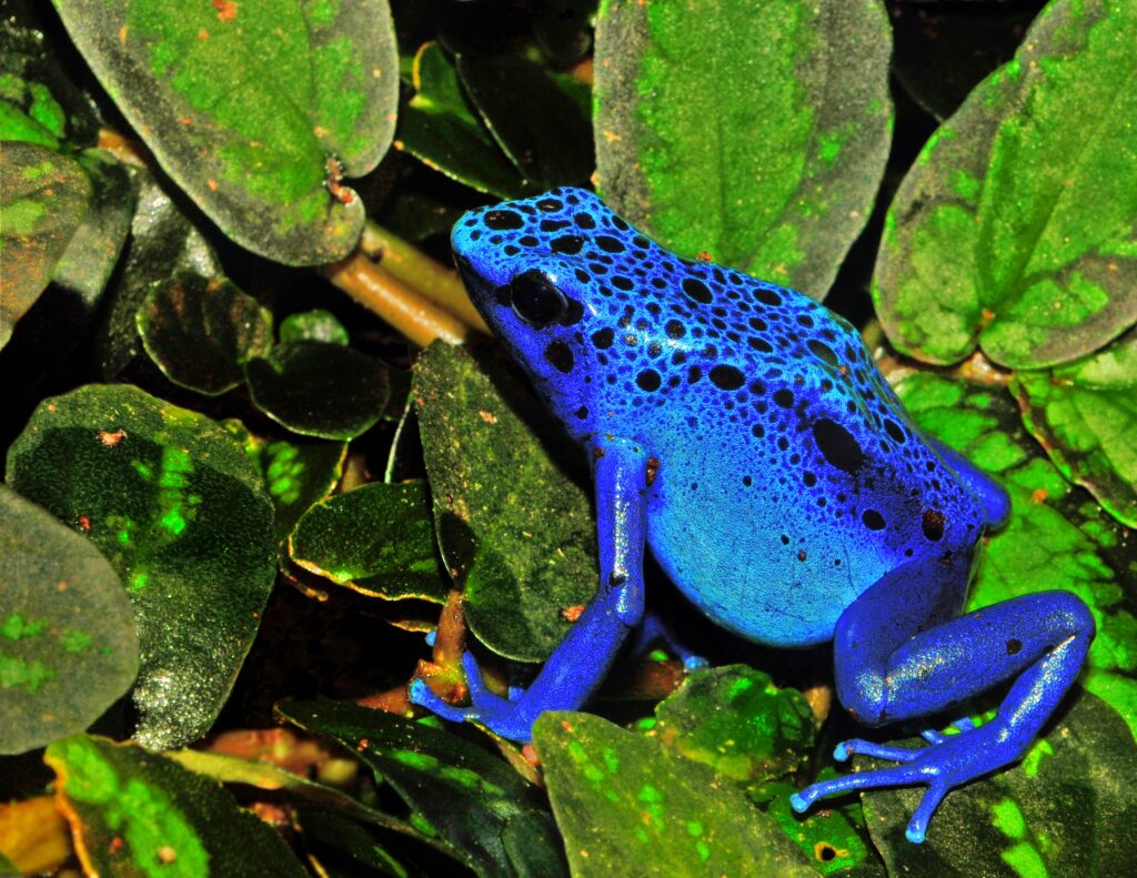 An ‘ethereal’ new-to-science poison dart frog from the Amazon: Photo of the week