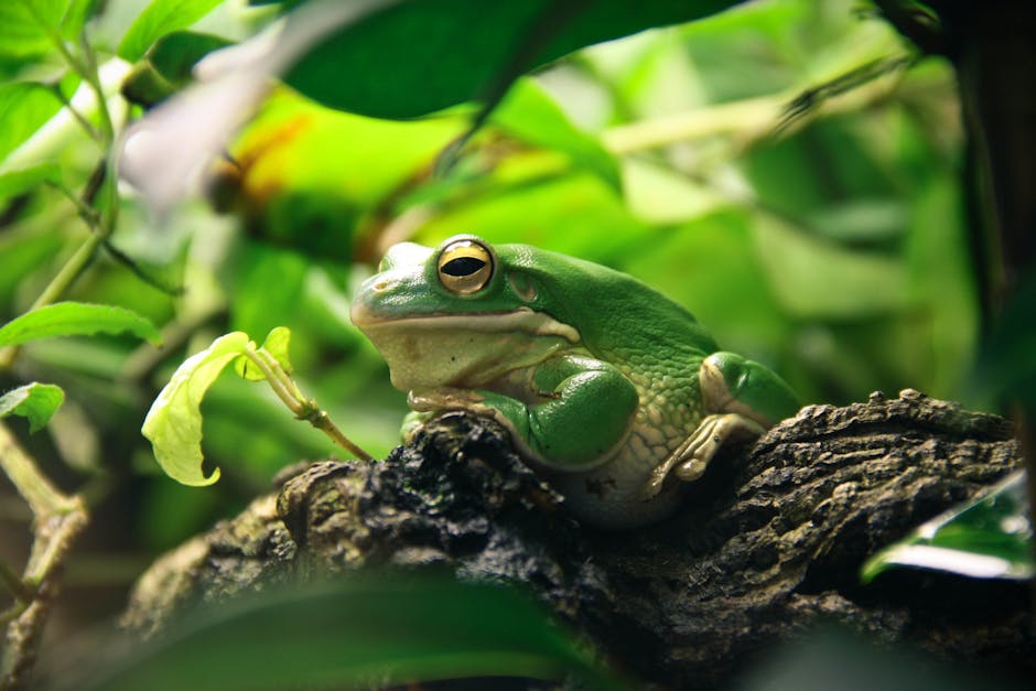 World Frog Day: New species described amid threats to amphibian survival