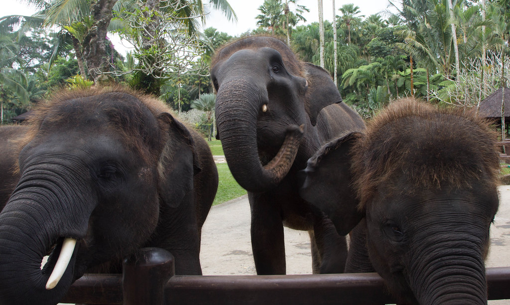Indonesia plan to rezone elephant reserve for carbon trading and tourism sparks backlash