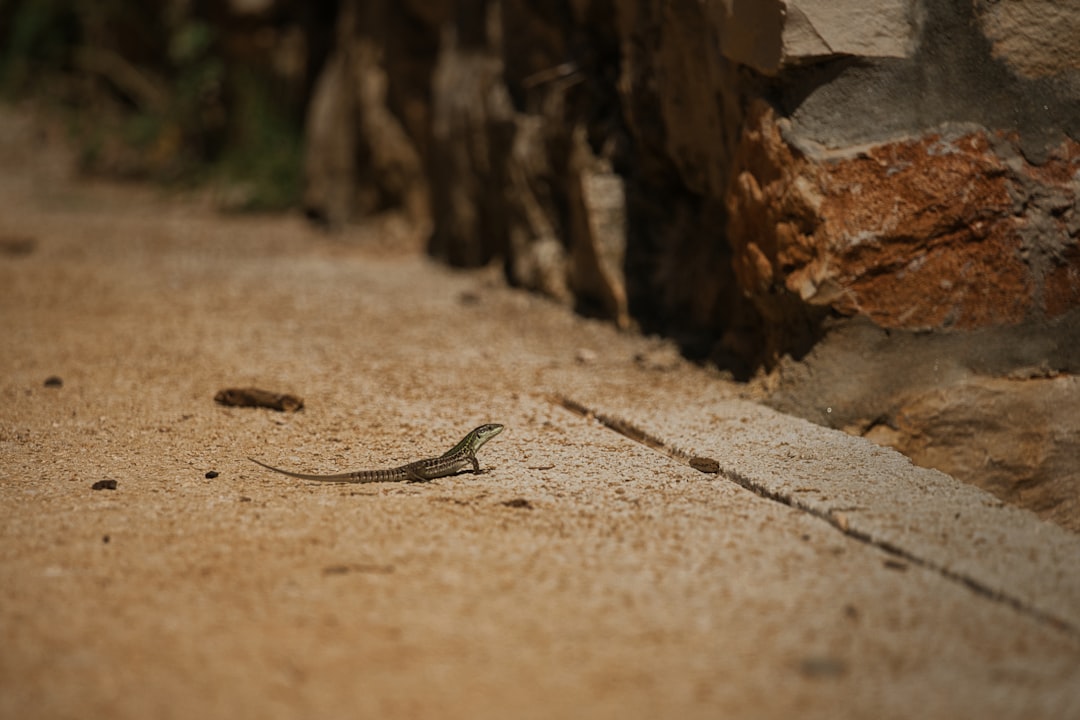 Unpaved roads connect scrub lizard habitat