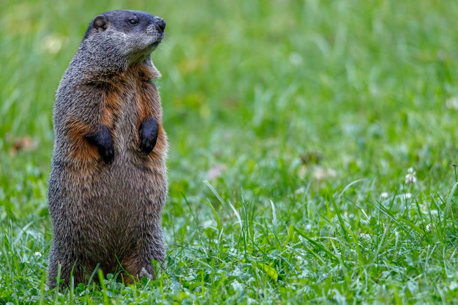Groundhog? More Like Attention Hog