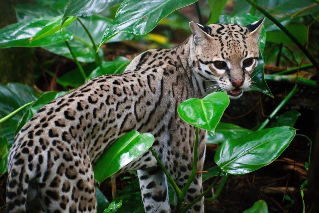From endangered to invasive: Rare ocelot spotted on Mexico’s Cozumel Island
