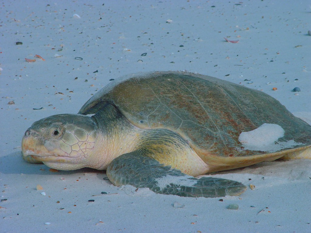 Beach Rescue Saves World’s Rarest Sea Turtle From the Brink