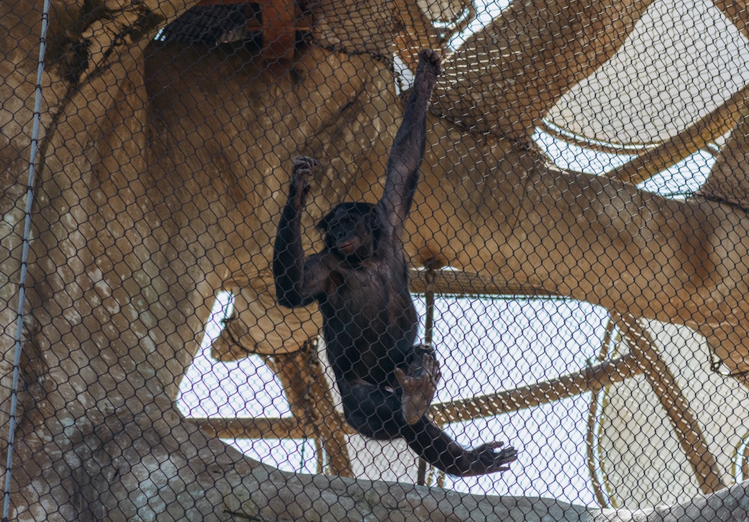 A bonobo named Kanzi could play pretend, challenging ideas about animal imaginations