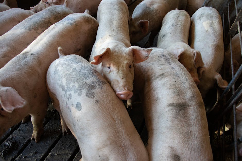 400 pigs die in barn fire in Belgium, a loss we rarely question