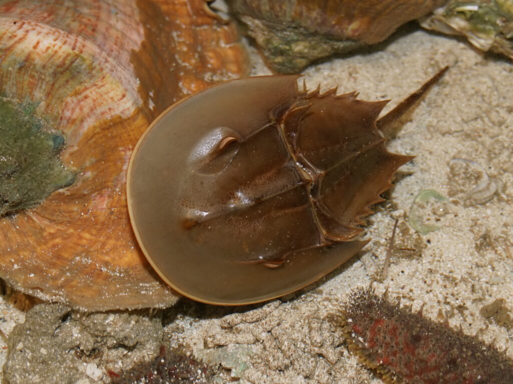 Pharmaceutical companies move away from horseshoe crab biomedical testing