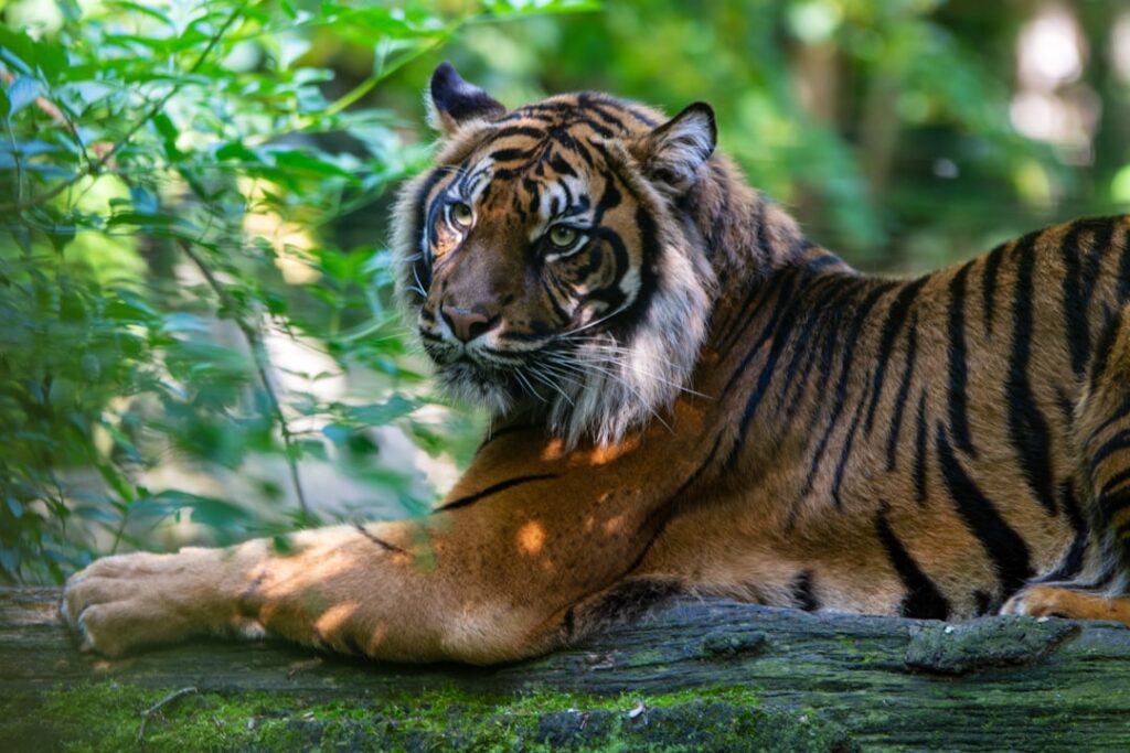 By protecting tigers ‘we save so much more,’ says Debbie Banks