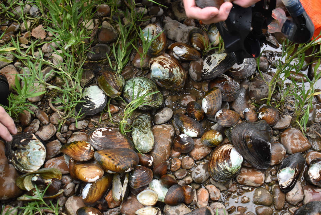 Dams, drains and other artificial habitats could buy time for threatened mussels: Study