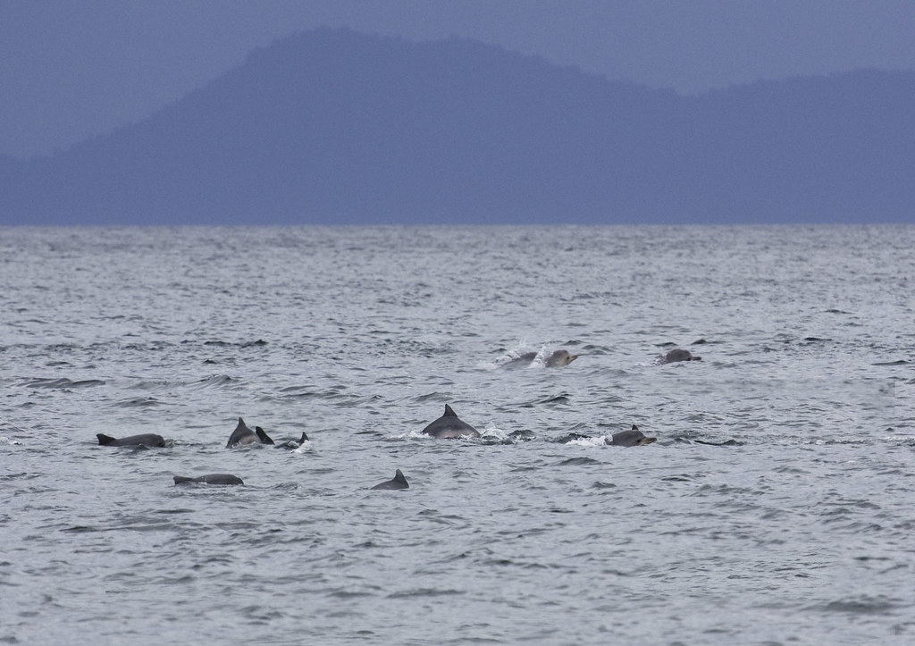 Brazil protects huge coastal area with endangered dolphins and megafauna fossils