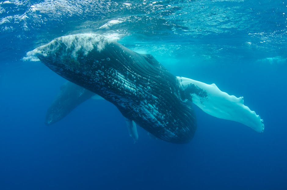 Whales may gain inherent rights