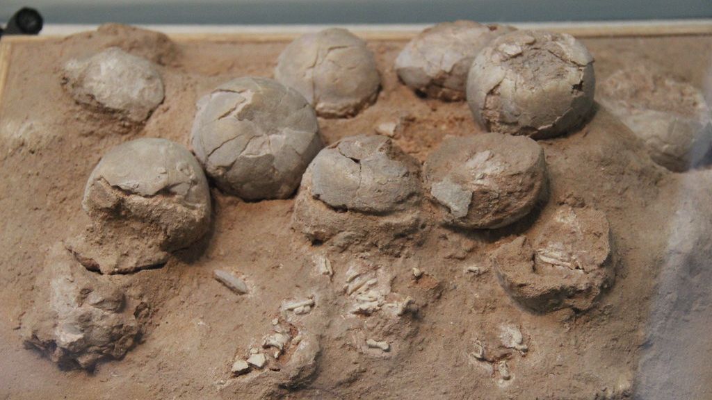 10 Fascinating Facts About Dinosaur Eggs That Will Hatch Your Curiosity