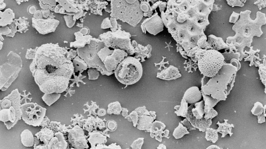 The Unseen World: Microfossils Reveal Earth's Deepest Evolutionary Secrets